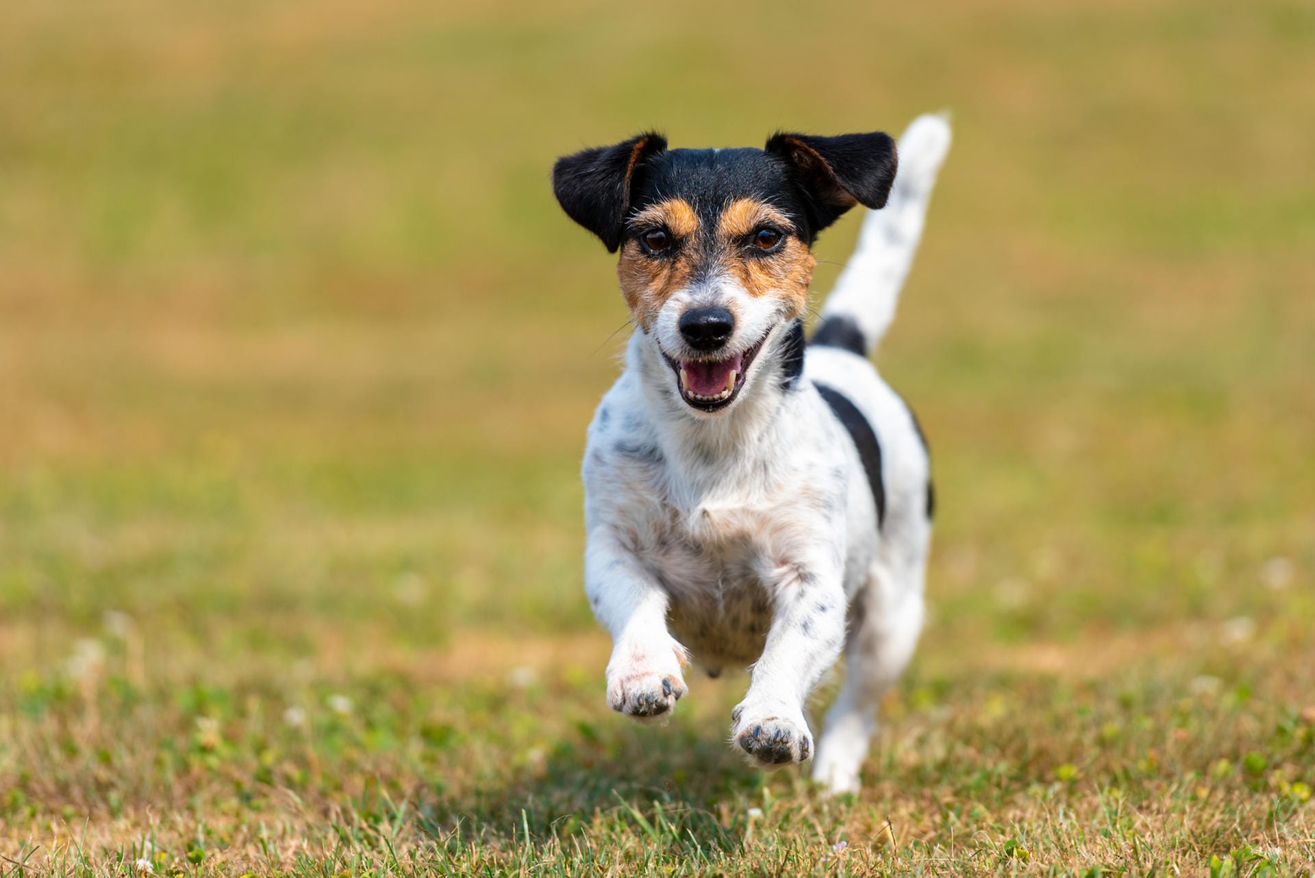 Platz 8 – Jack Russell Terrier: Der perfekte Hund für aktive, sportliche Menschen, denn er liebt es zu toben und herumzutollen.