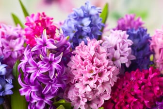 Hyazinthen: Die Blumen blühen eigentlich erst im März.