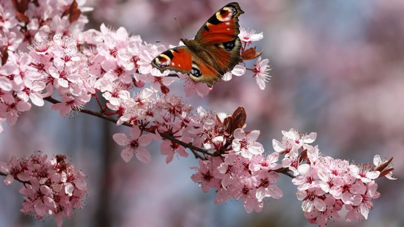 Schmetterling auf blühendem Baum