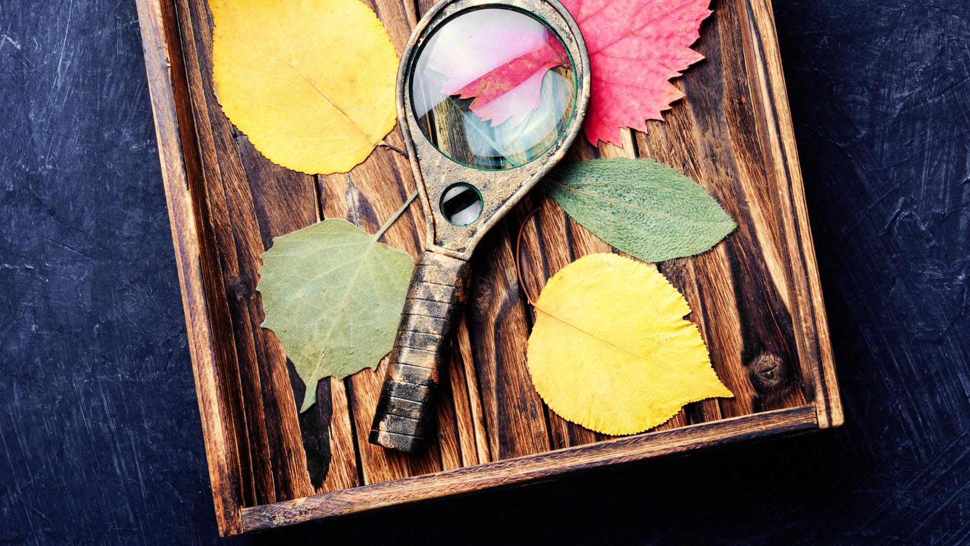 Planzenbestimmung: Herbstblätter