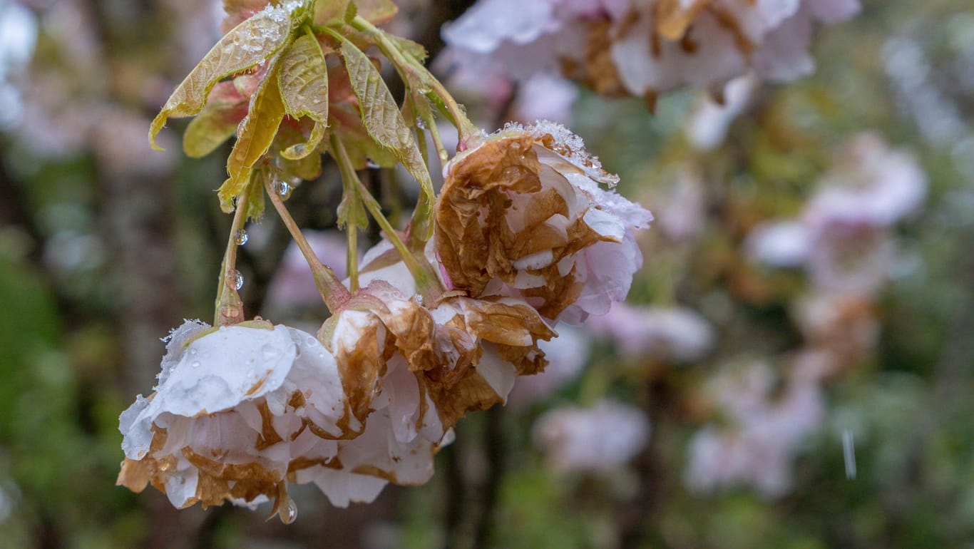 Frostschäden an den Blüten eines Kirschbaums: Nach einem verfrühten Start in die Blütezeit hat ein Wintereinbruch im April diesen Kirschbaum kalt erwischt.