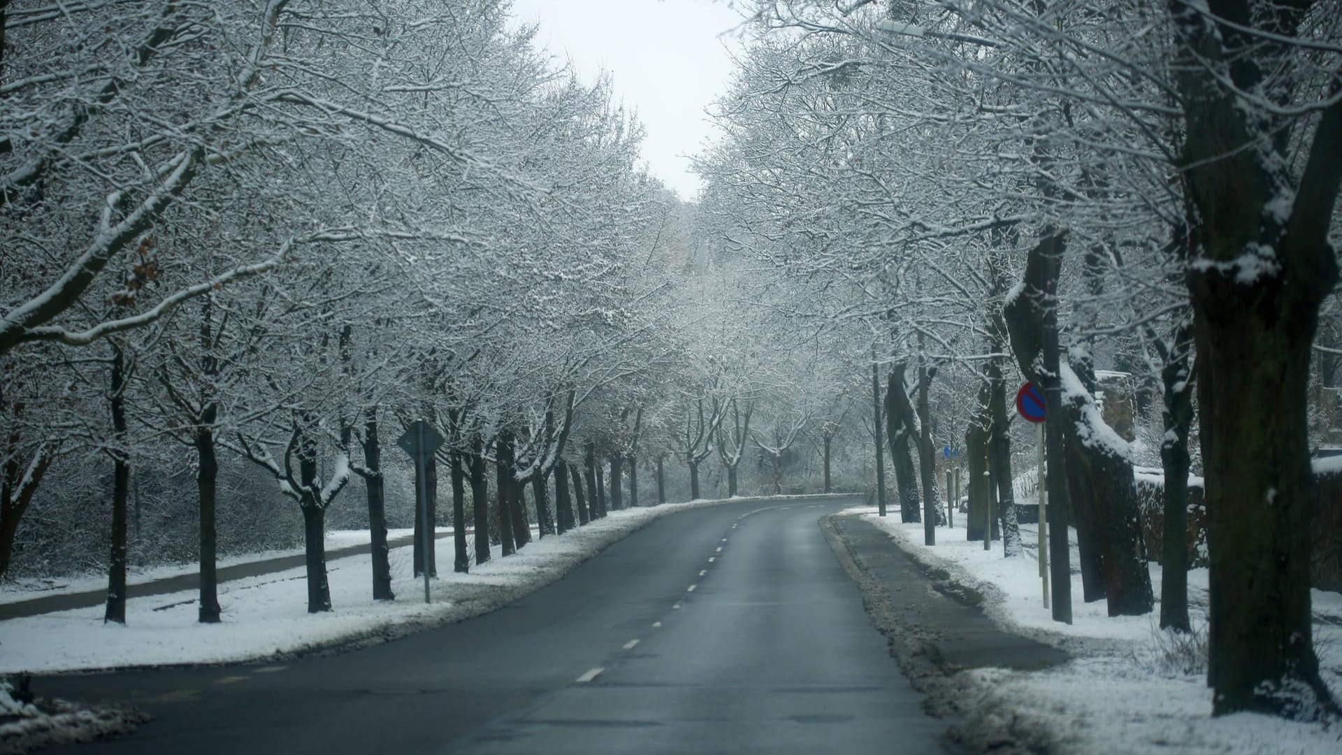 Verschneite Bäume in einer Allee in Brandenburg (Archivbild): Die Temperaturen bleiben über Null, Schneeregen kann es dennoch geben.