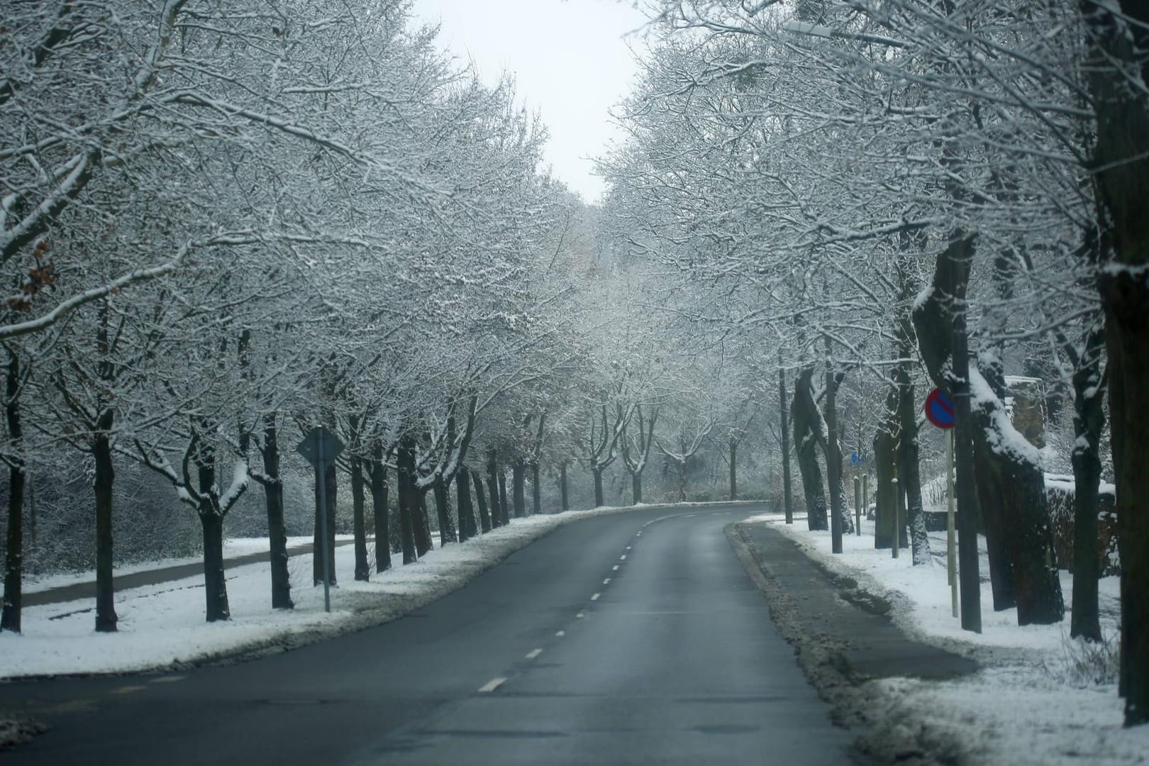 Verschneite Bäume in einer Allee in Brandenburg (Archivbild): Die Temperaturen bleiben über Null, Schneeregen kann es dennoch geben.