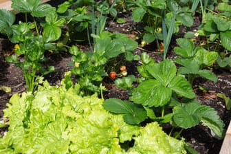 Gemüsebeet: Mischkulturen schützen sich gegenseitig vor Schädlingen und Krankheiten oder fördern sich im Wachstum