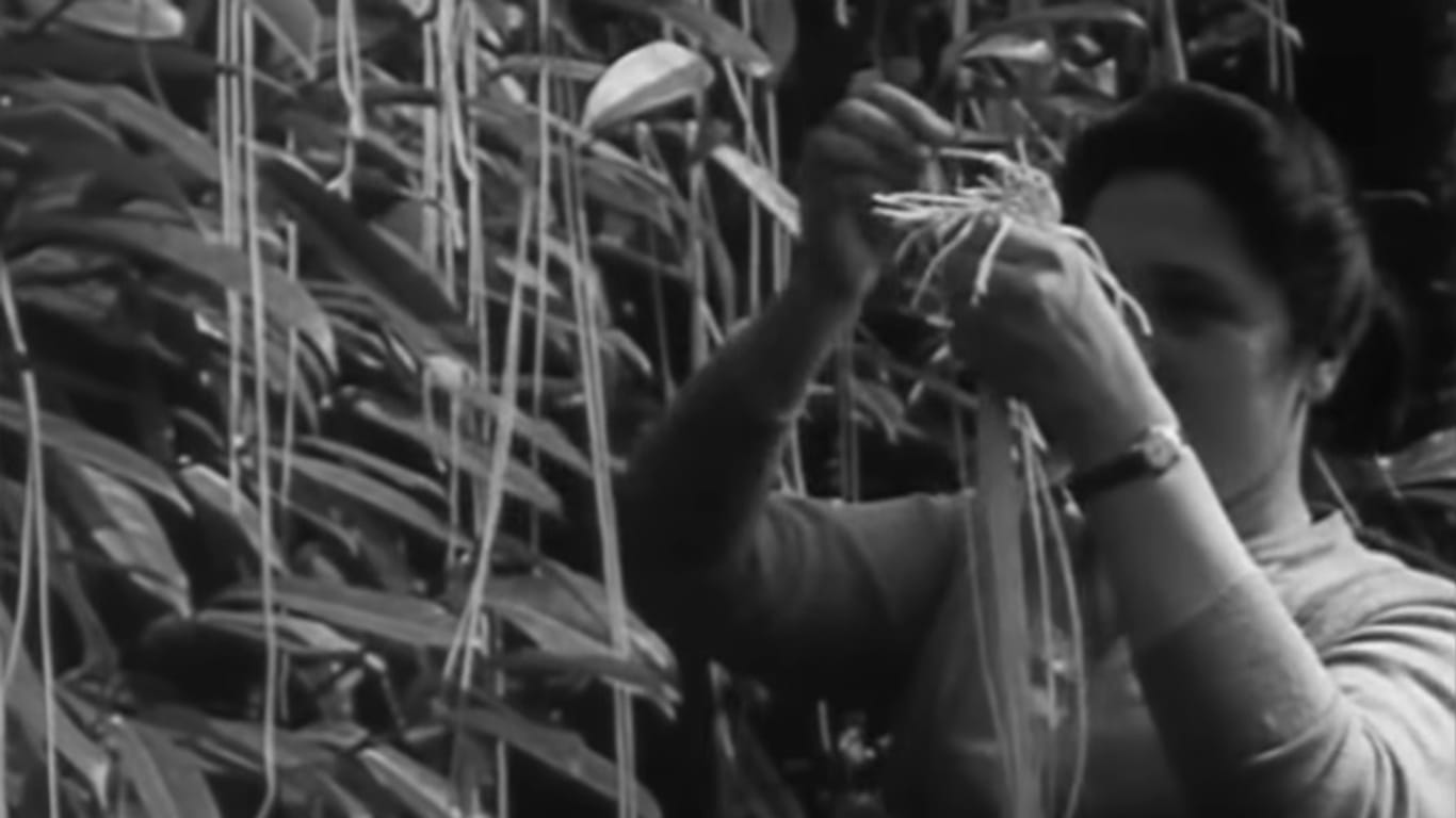 Spaghetti an Bäumen: Die BBC veräppelte in den 1950er-Jahren ihre Zuschauer, indem sie ihnen erzählte, Spaghetti würden auf Bäumen wachsen.