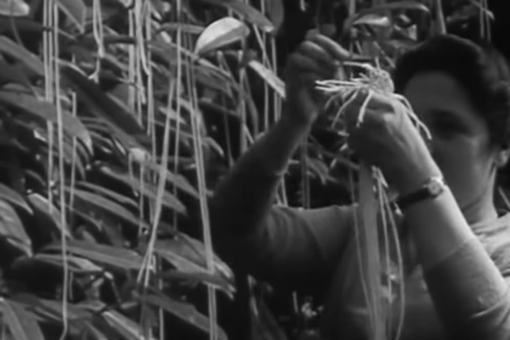 Spaghetti an Bäumen: Die BBC veräppelte in den 1950er-Jahren ihre Zuschauer, indem sie ihnen erzählte, Spaghetti würden auf Bäumen wachsen.