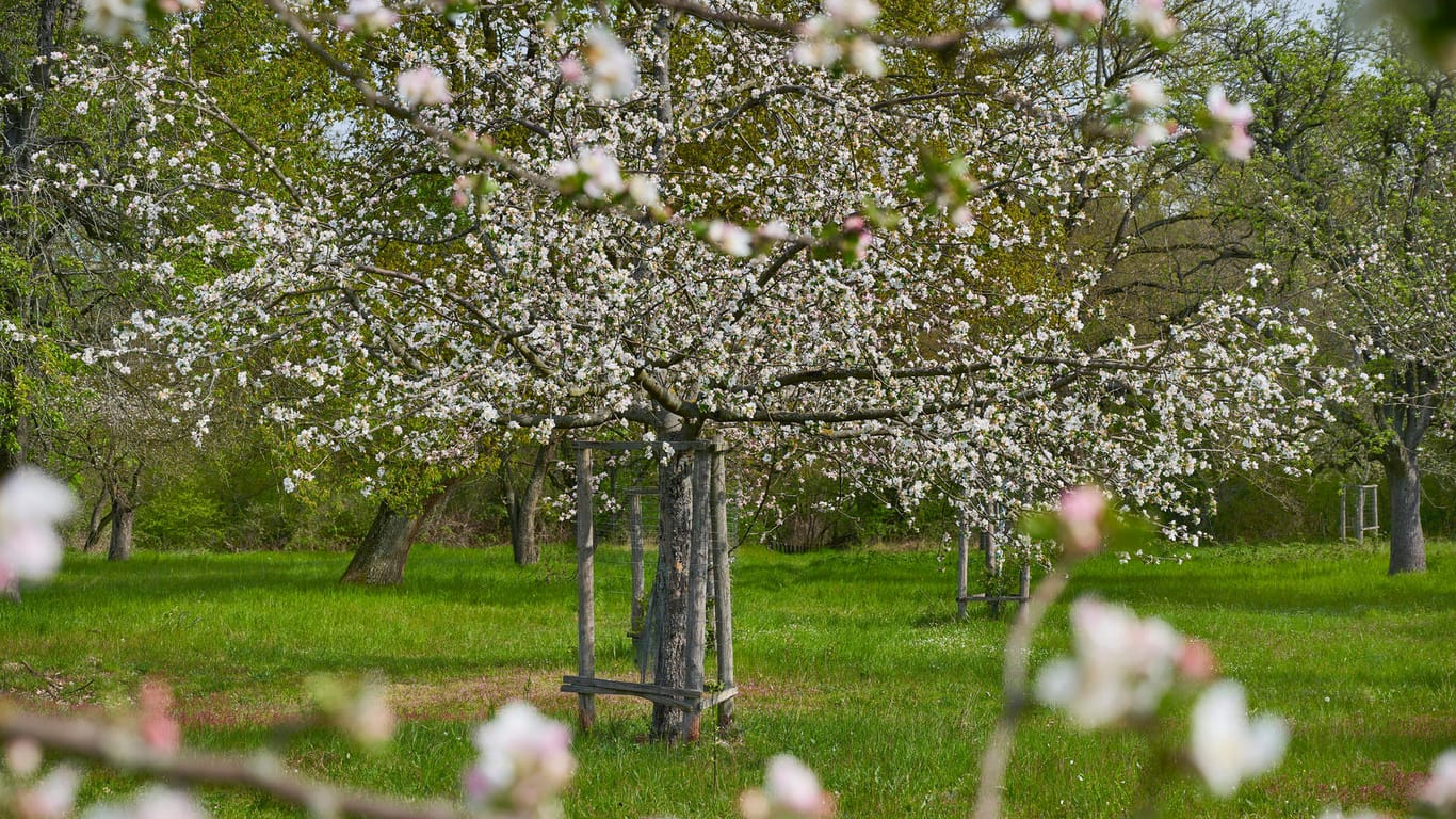 Apfelbaum im Frühling (Symbolbild): Gute Aussichten auf Skyline und Taunus sind ein weiterer Grund, den Heiligenstock zu besuchen.