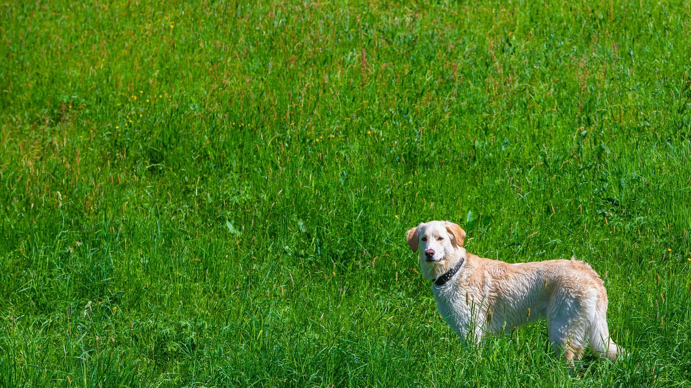 Hund in Wiese (Symbolbild): Auch Vierbeiner finden hier auf einer speziellen Fläche Auslauf.