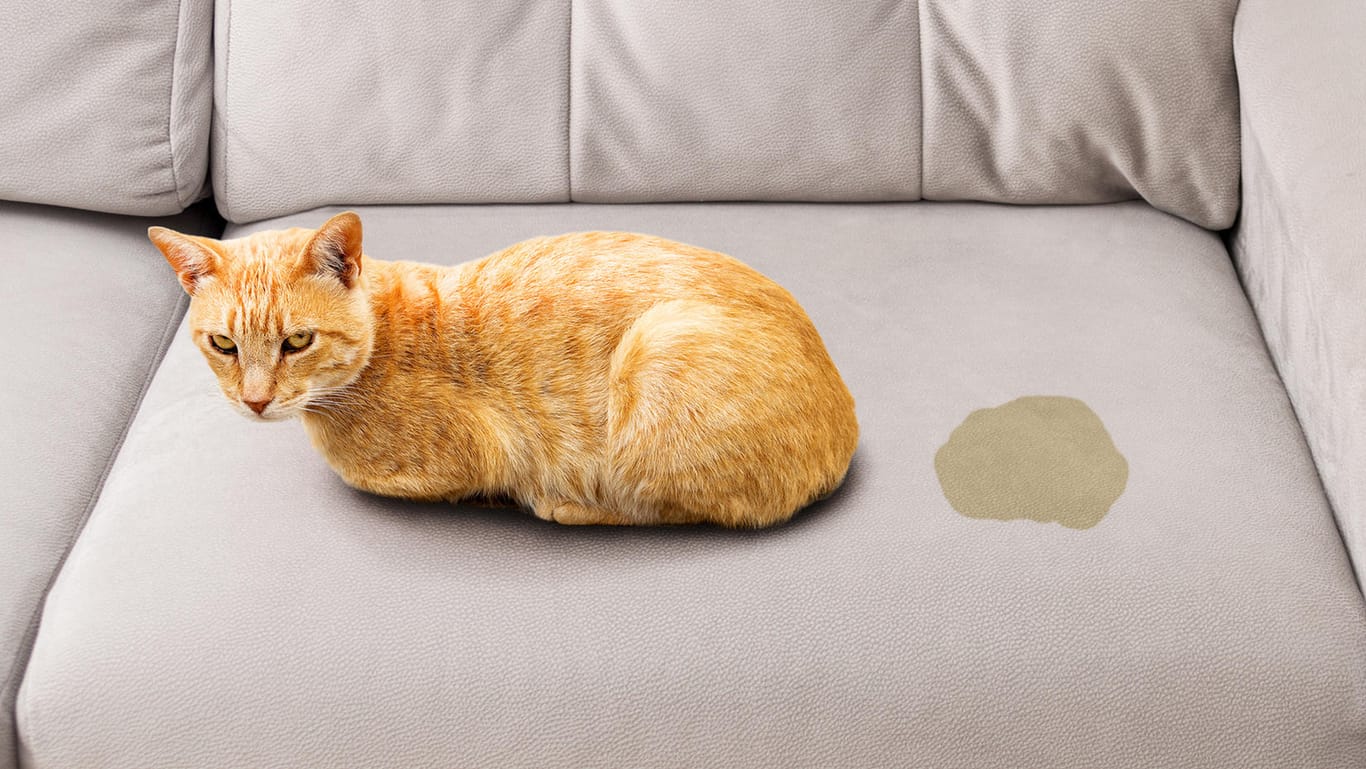 Katzenurin: Wenn sich das Haustier auf dem Sofa erleichtert, sollten Sie schnell handeln – bevor sich ein beißender Geruch festsetzt.