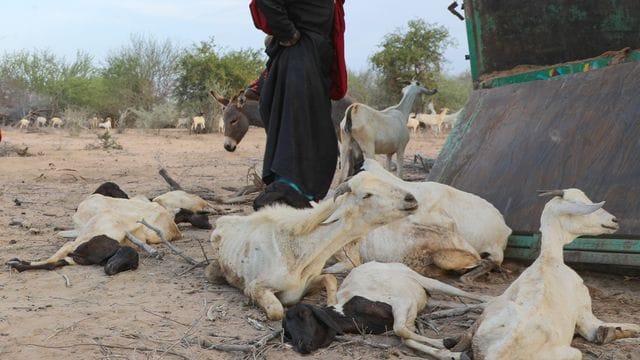 Ein Foto der Hilfsorganisation CARE International zeigt eine Frau, die in Somalia mit ihrem verbliebenen Viehbestand in einem Lager für Binnenflüchtlinge ankommt.