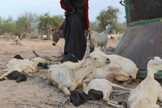 Ein Foto der Hilfsorganisation CARE International zeigt eine Frau, die in Somalia mit ihrem verbliebenen Viehbestand in einem Lager für Binnenflüchtlinge ankommt.