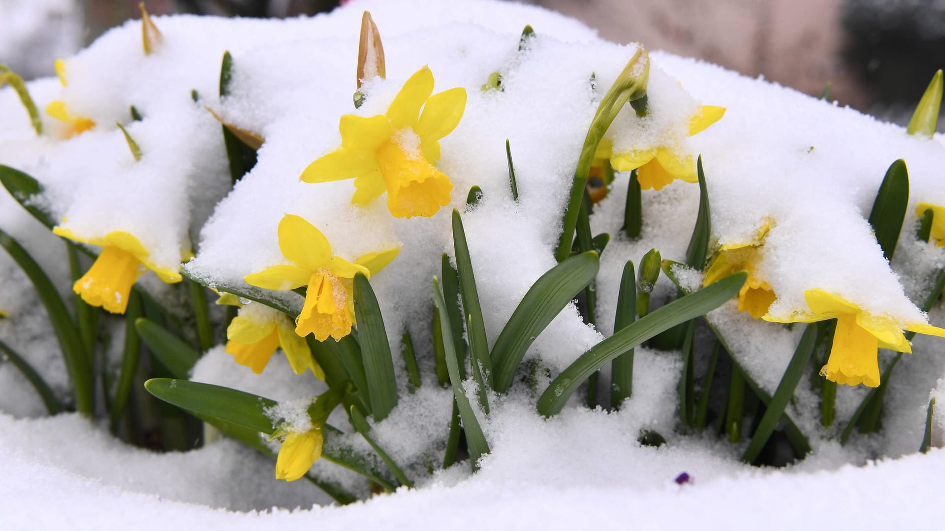 Mit Schnee bedeckte Osterglocken: Im Süden Deutschland sorgt ein Tief zunächst noch für Schnee. Mit Schnee bedeckte Osterglocken: Im Süden Deutschland sorgt ein Tief zunächst noch für Schnee.