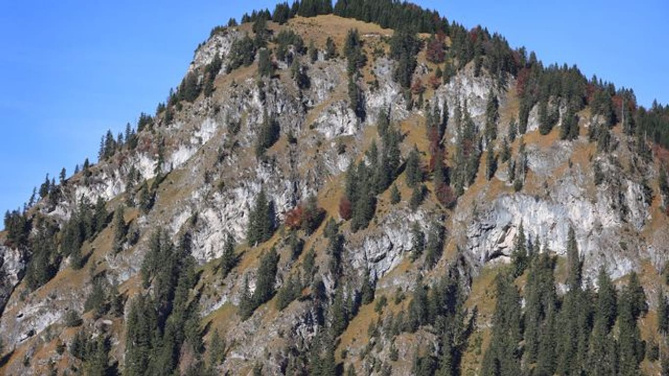 Nadelbäume stehen in den Steillagen der Allgäuer Alpen.