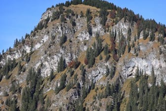 Nadelbäume stehen in den Steillagen der Allgäuer Alpen.