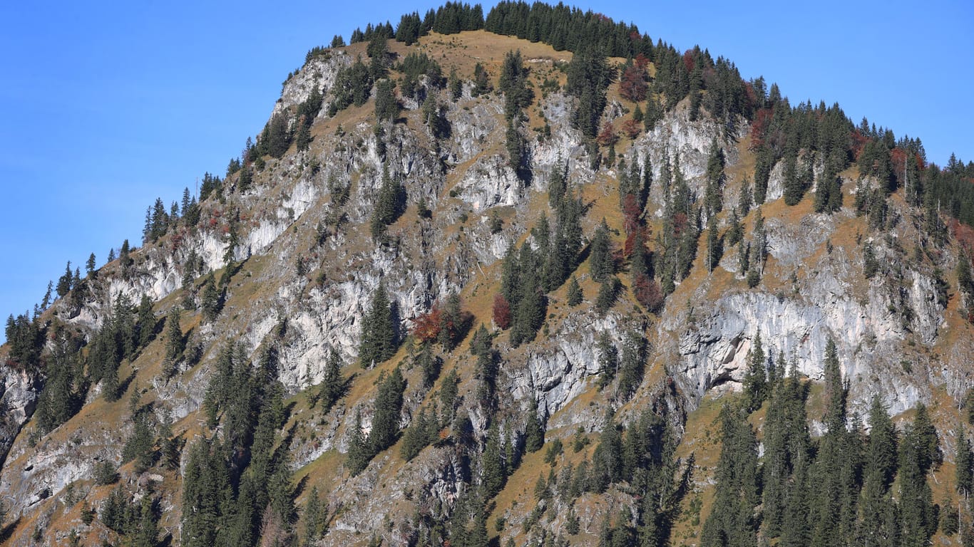 Nadelbäume in den Allgäuer Alpen: Die Stechpalme etwa, die 1854 ihren höchsten Standort auf 907 Metern hatte, findet sich heute bereits auf 1.300 Metern.