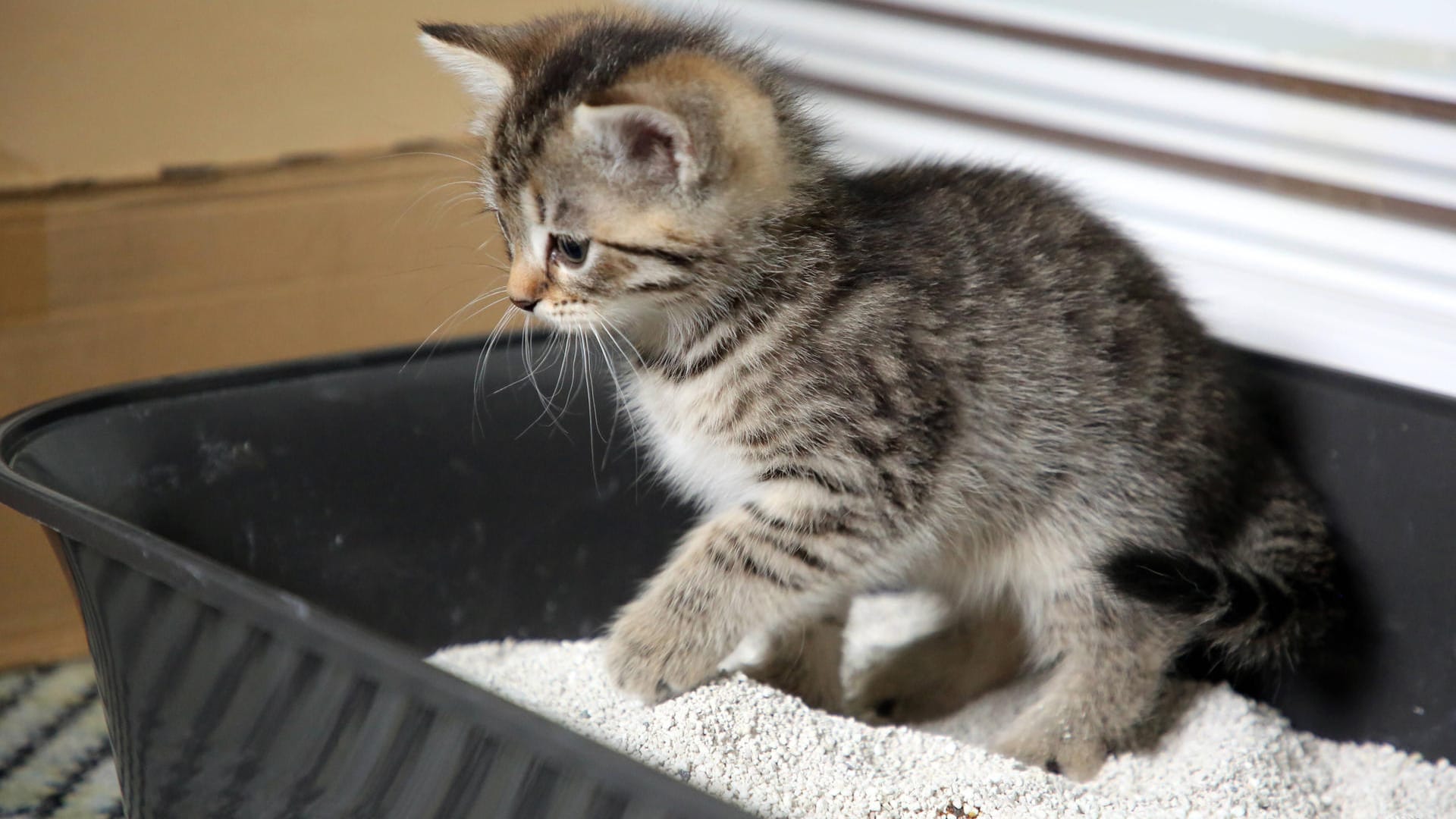 Uringeruch: Auch das Katzenklo muss regelmäßig gereinigt werden, wenn es nicht nach Urin reichen soll.