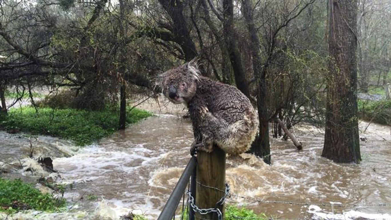 Ein nasser Koala auf einem Zaunpfahl in einem überfluteten Gebiet in Australien.
