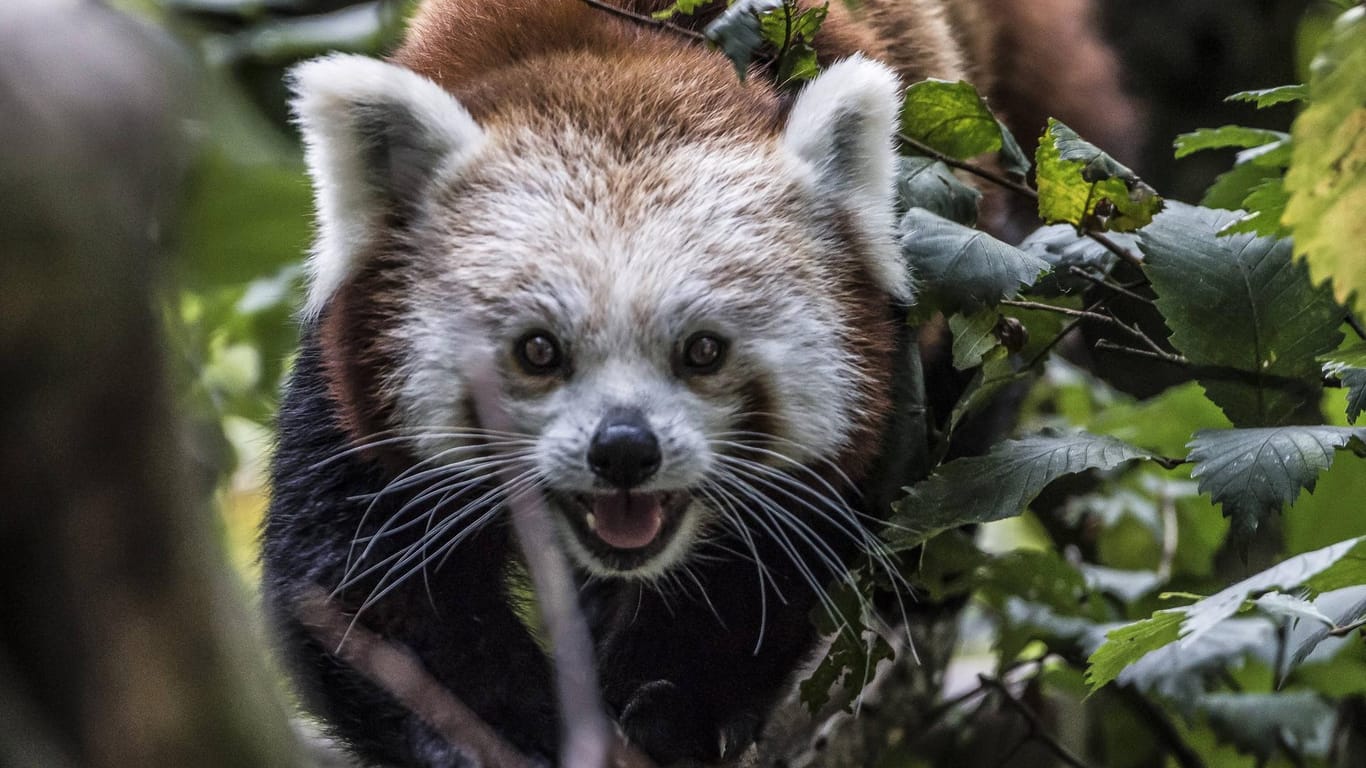 Ein Kleiner Panda (Ailurus fulgens), auch Katzenbär genannt, im Tierpark Berlin-Friedrichsfelde.(Archivbild): Der Katzenbär dürfte sich neuerdings wohler fühlen, da seine natürliche Heimat im Himalaya liegt.