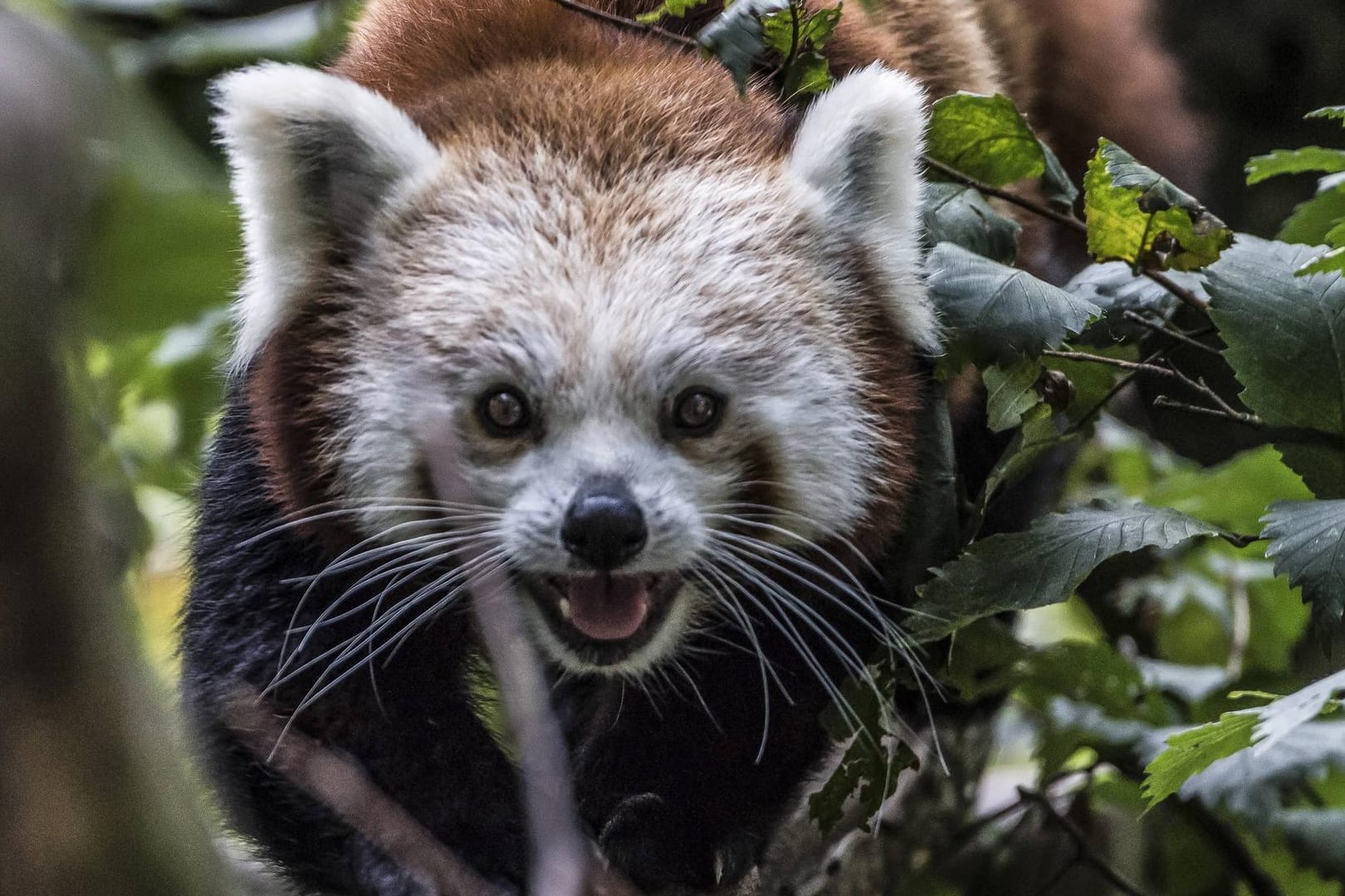 Ein Kleiner Panda (Ailurus fulgens), auch Katzenbär genannt, im Tierpark Berlin-Friedrichsfelde.(Archivbild): Der Katzenbär dürfte sich neuerdings wohler fühlen, da seine natürliche Heimat im Himalaya liegt.