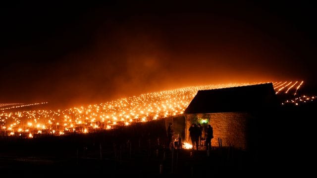 In einem Weinberg im Chablis brennen Anti-Frost-Kerzen. In einem Weinberg im Chablis brennen Anti-Frost-Kerzen.