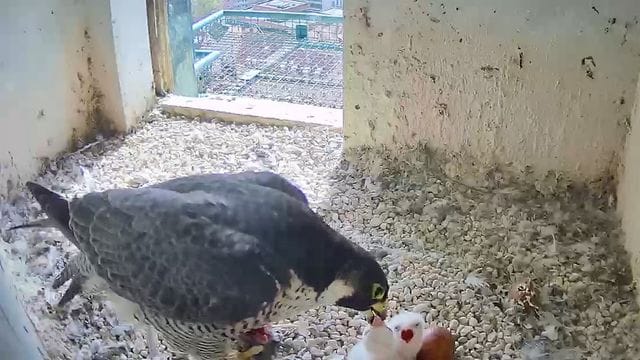 Das Wanderfalken-Weibchen füttert ein Küken: Die Webcam im Turm zeigt die Vögel hautnah. Das Wanderfalken-Weibchen füttert ein Küken: Die Webcam im Turm zeigt die Vögel hautnah.