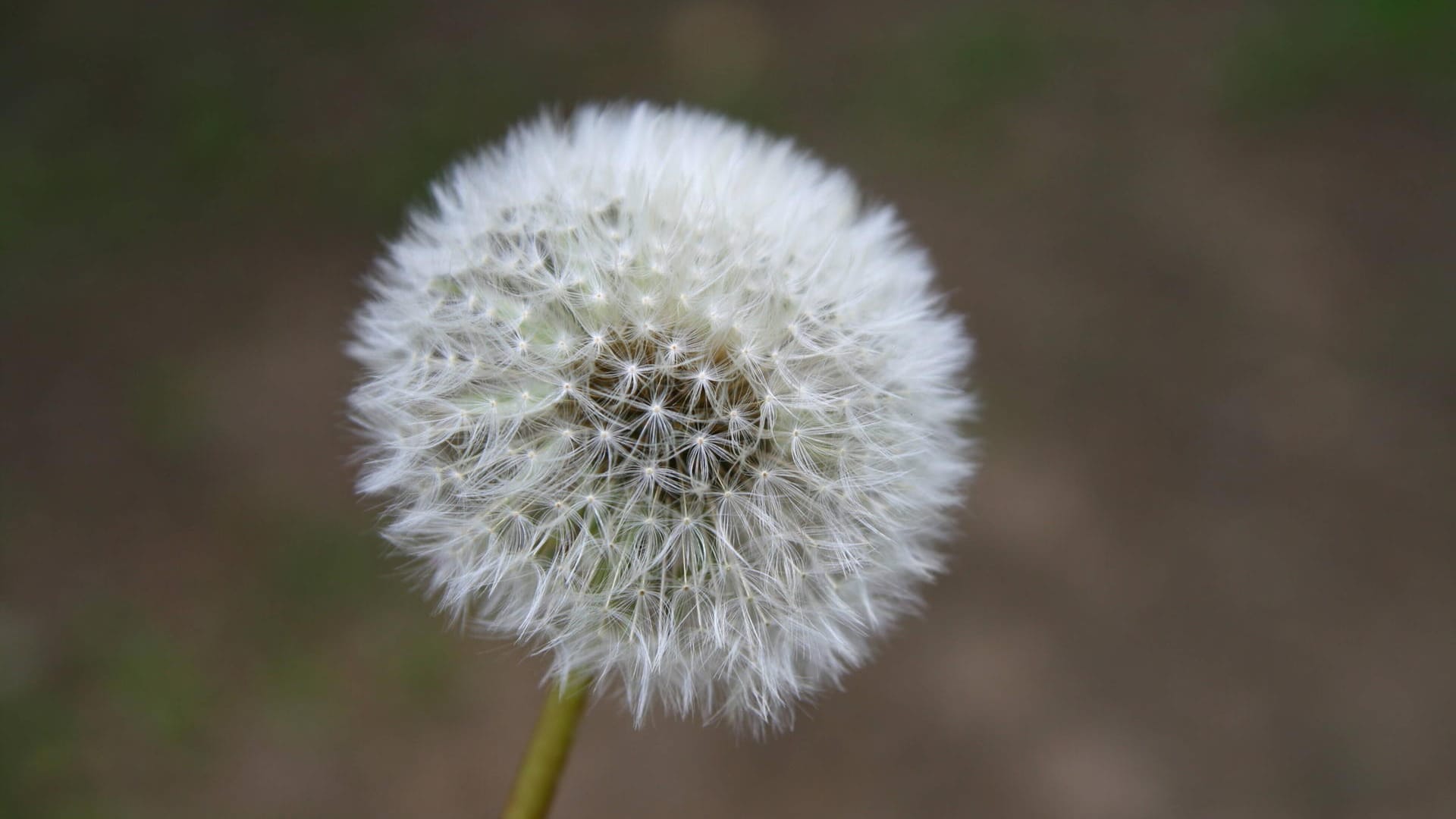 Taraxacum officinale: Um seine Samen zu verbreiten bildet Löwenzahn die Pusteblume.