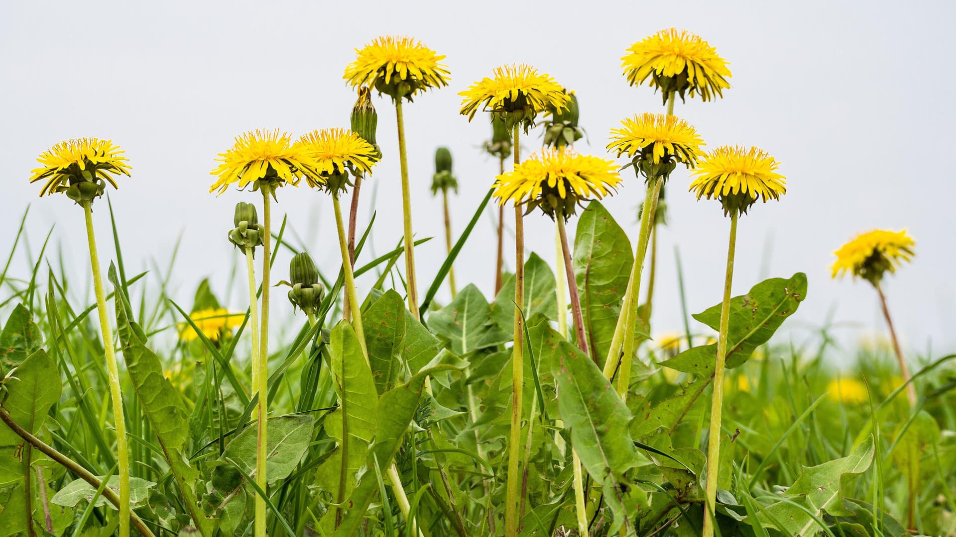 Löwenzahn: Die Wiesenblume wandert in Pesto, Salate und Marmelade. Kann sie dann wirklich giftig sein?