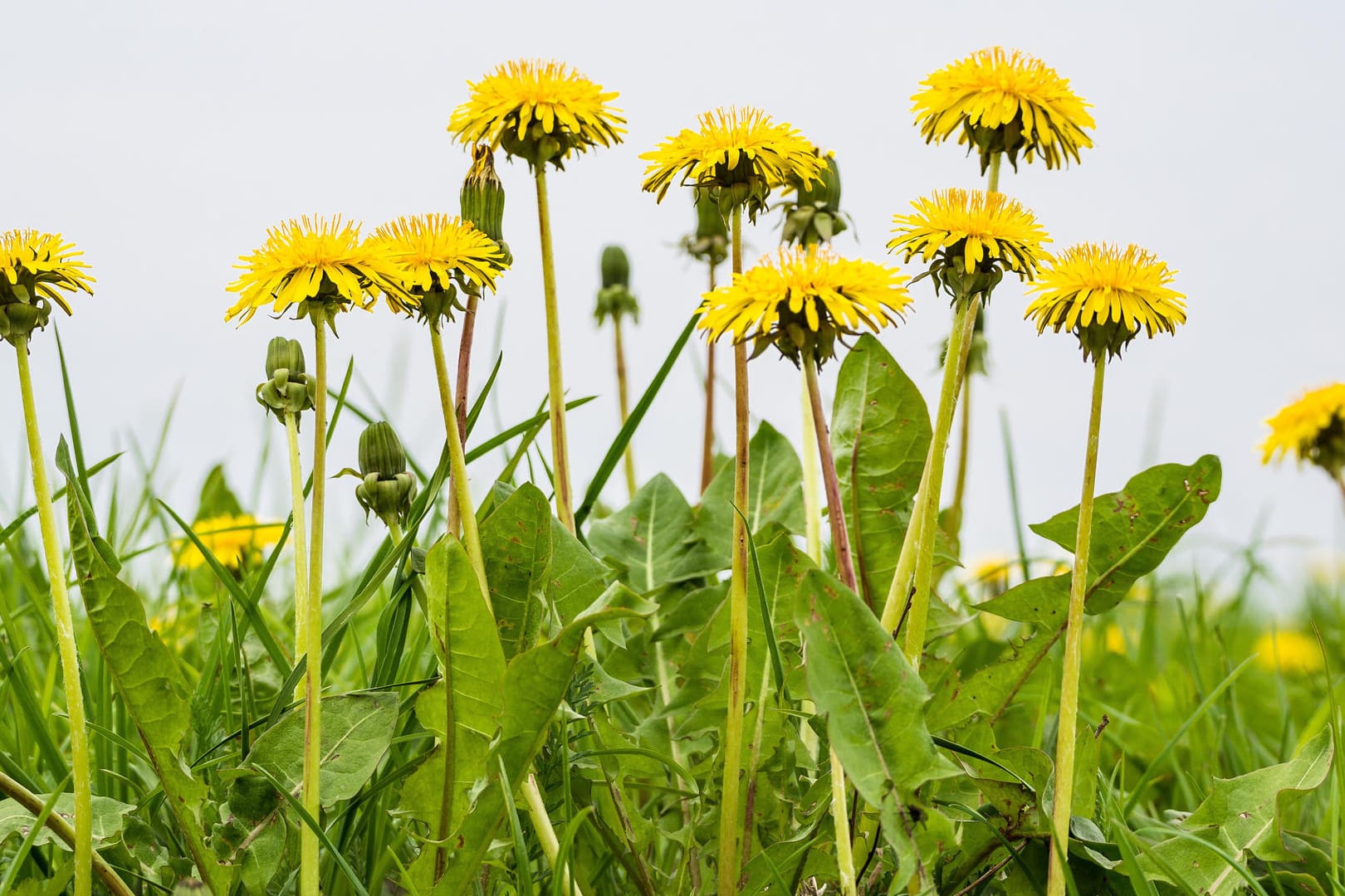 Löwenzahn: Die Wiesenblume wandert in Pesto, Salate und Marmelade. Kann sie dann wirklich giftig sein?