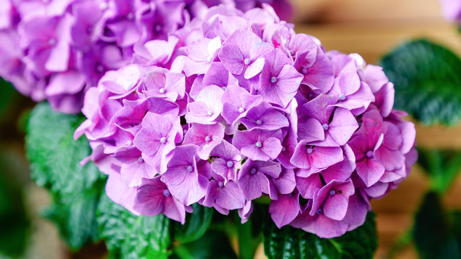 Hortensie: Achten Sie auf eine ausreichende Wasserzufuhr.