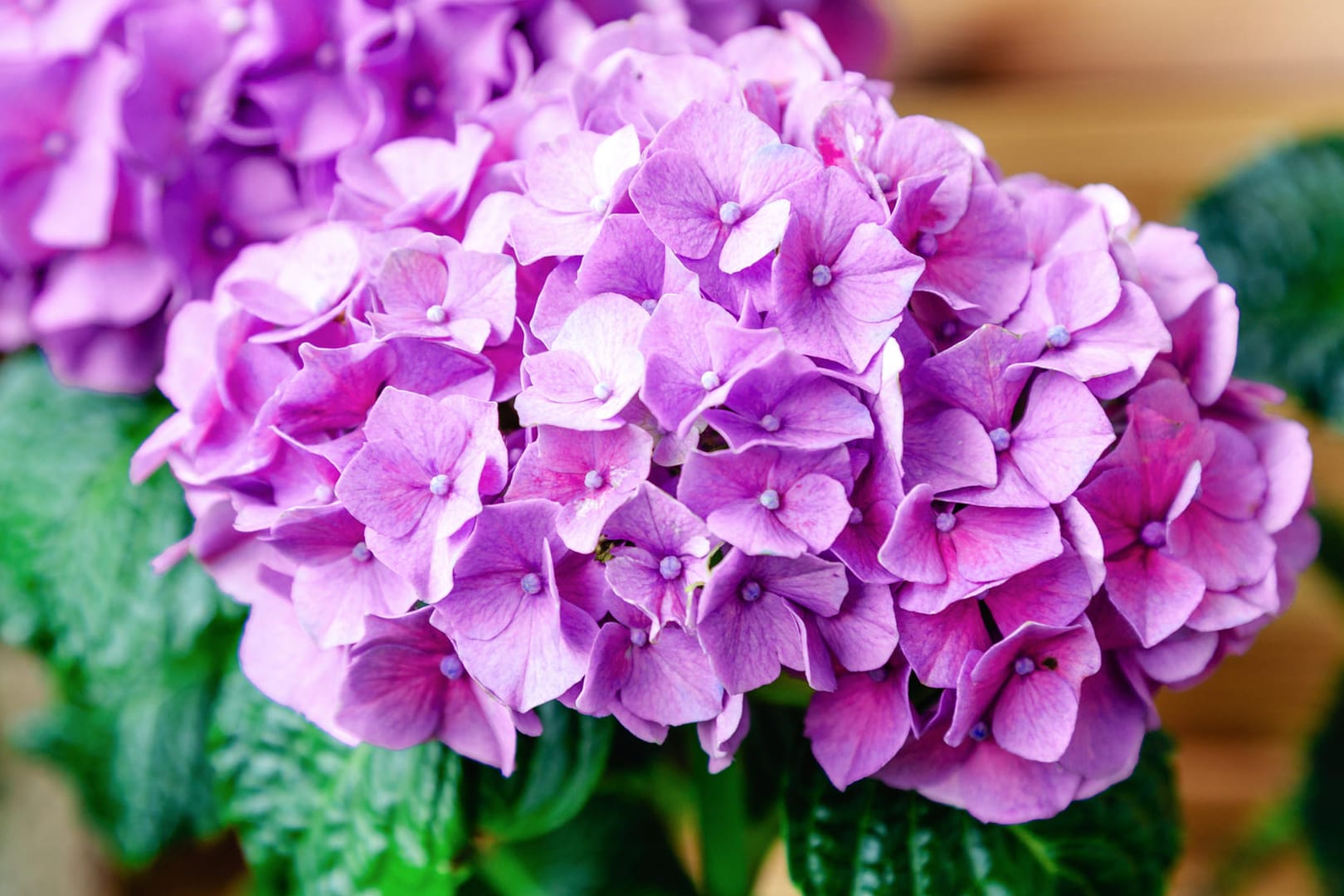 Hortensie: Achten Sie auf eine ausreichende Wasserzufuhr.