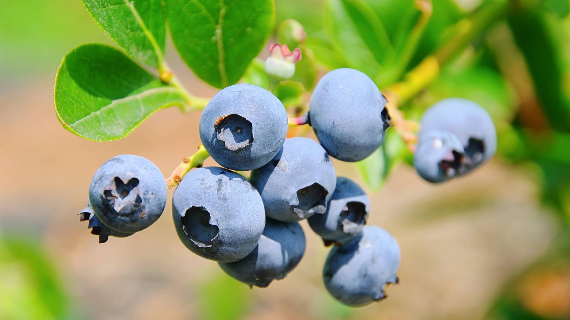 Pflanzenpflege: Heidelbeeren brauchen einen kalkarmen Boden mit einem pH-Wert zwischen 3,5 und 4,5.