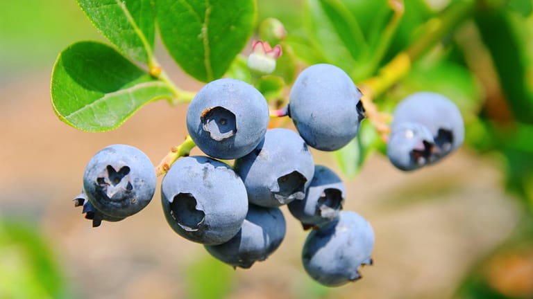 Heidelbeeren pflanzen Auf den Boden kommt es an