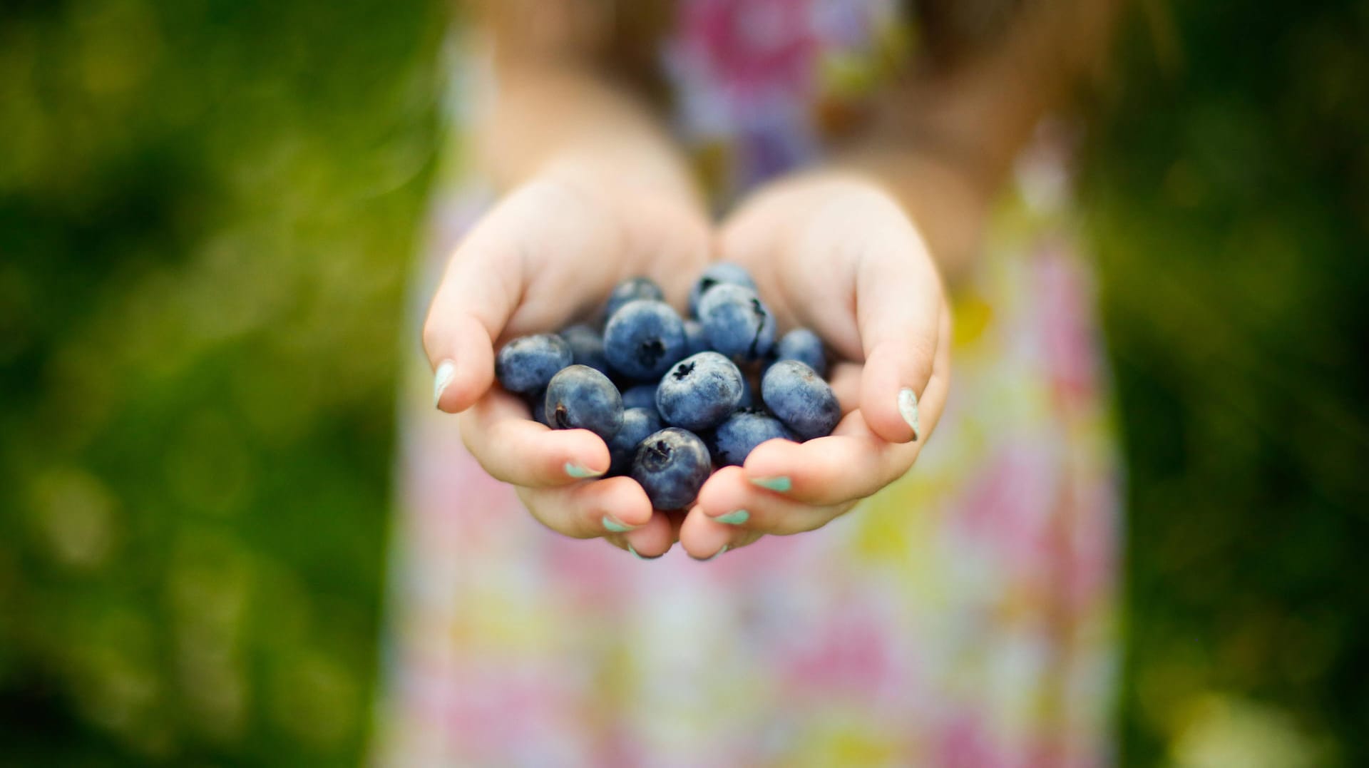 Kulturheidelbeeren sind größer als wilde Heidelbeeren und haben ein helles Fruchtfleisch.