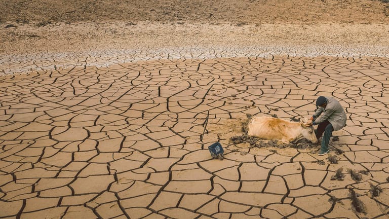Ein türkischer Bauer versucht, seine Kuh zu retten: Dürreperioden bedrohen Mensch und Tier schon jetzt massiv. Fotograf Mehmet Aslan gewann mit dem Bild zur Klimakrise jüngst den Istanbul Photo Award.