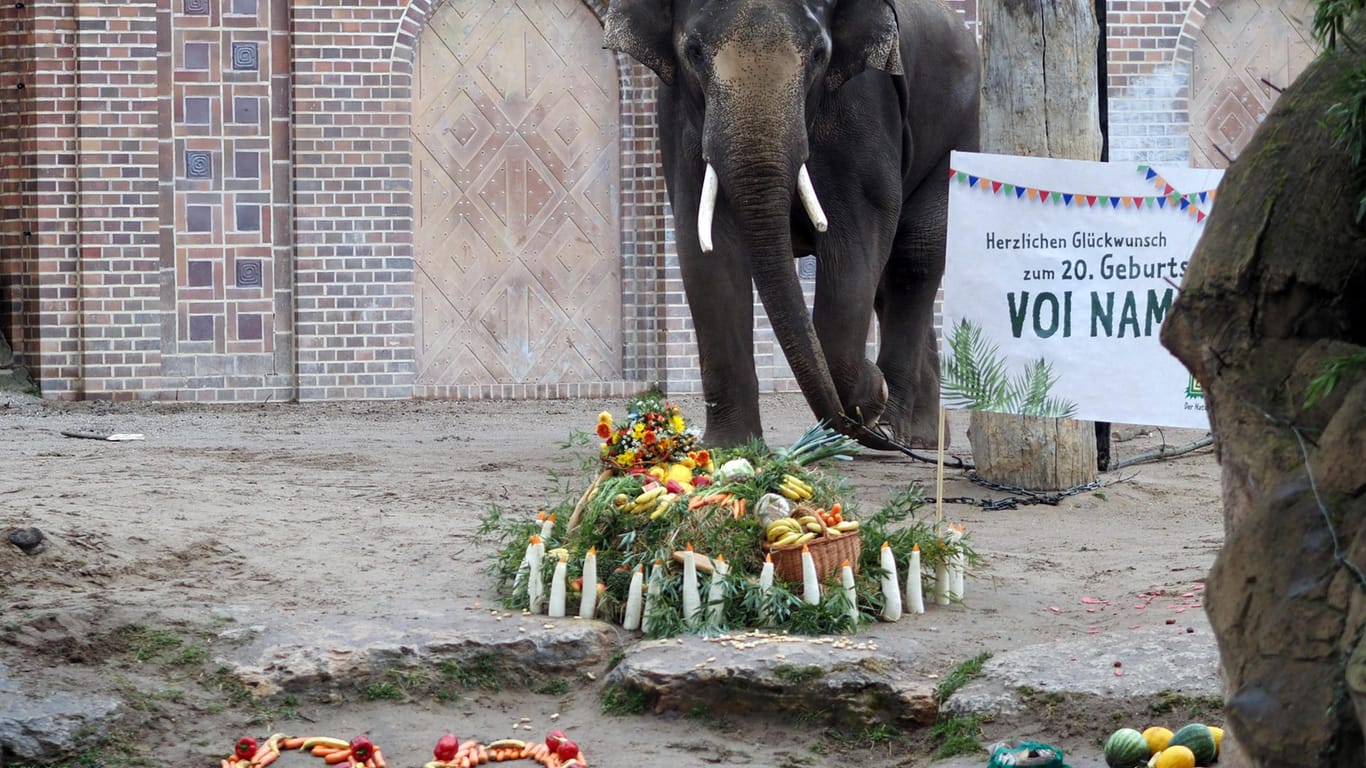Elefantenbulle Voi Nam mit seiner Geburtstagstorte: Die Elefanten-Leckerei besteht aus Gemüse und Früchten.