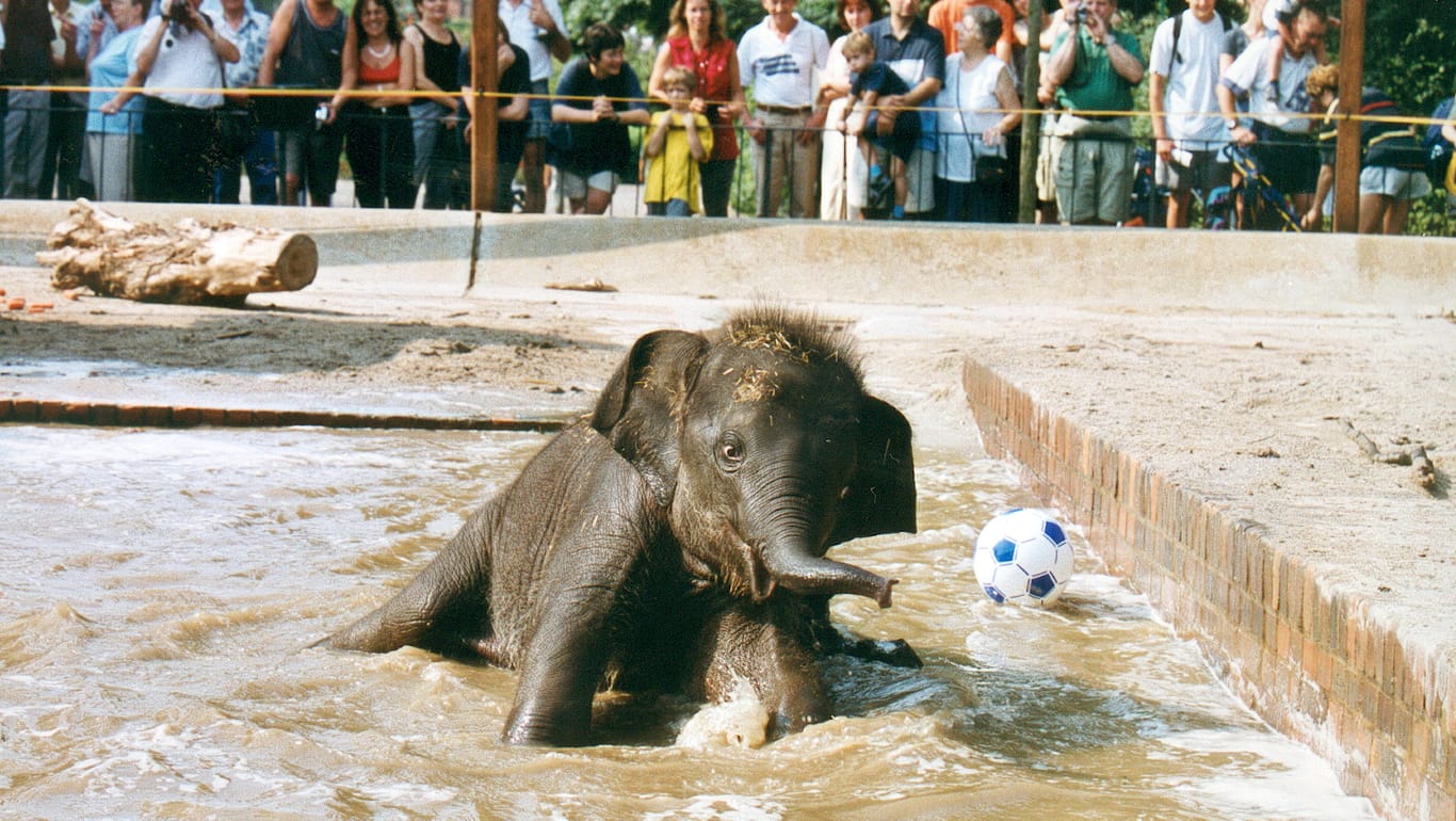 Spielender Babyelefant Voi Nam 2002 im Zoo Leipzig (Archiv): Die Mutter von Voi Nam kam schon im Jahr 1984 aus Vietnam in den Leipziger Zoo.