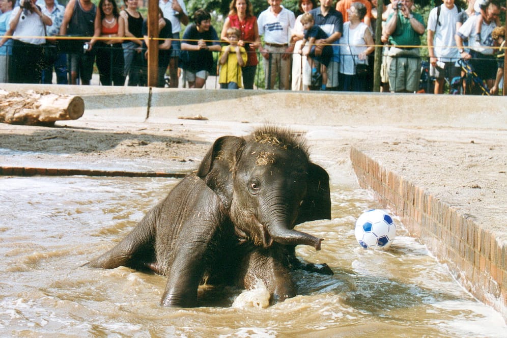 Spielender Babyelefant Voi Nam 2002 im Zoo Leipzig (Archiv): Die Mutter von Voi Nam kam schon im Jahr 1984 aus Vietnam in den Leipziger Zoo.