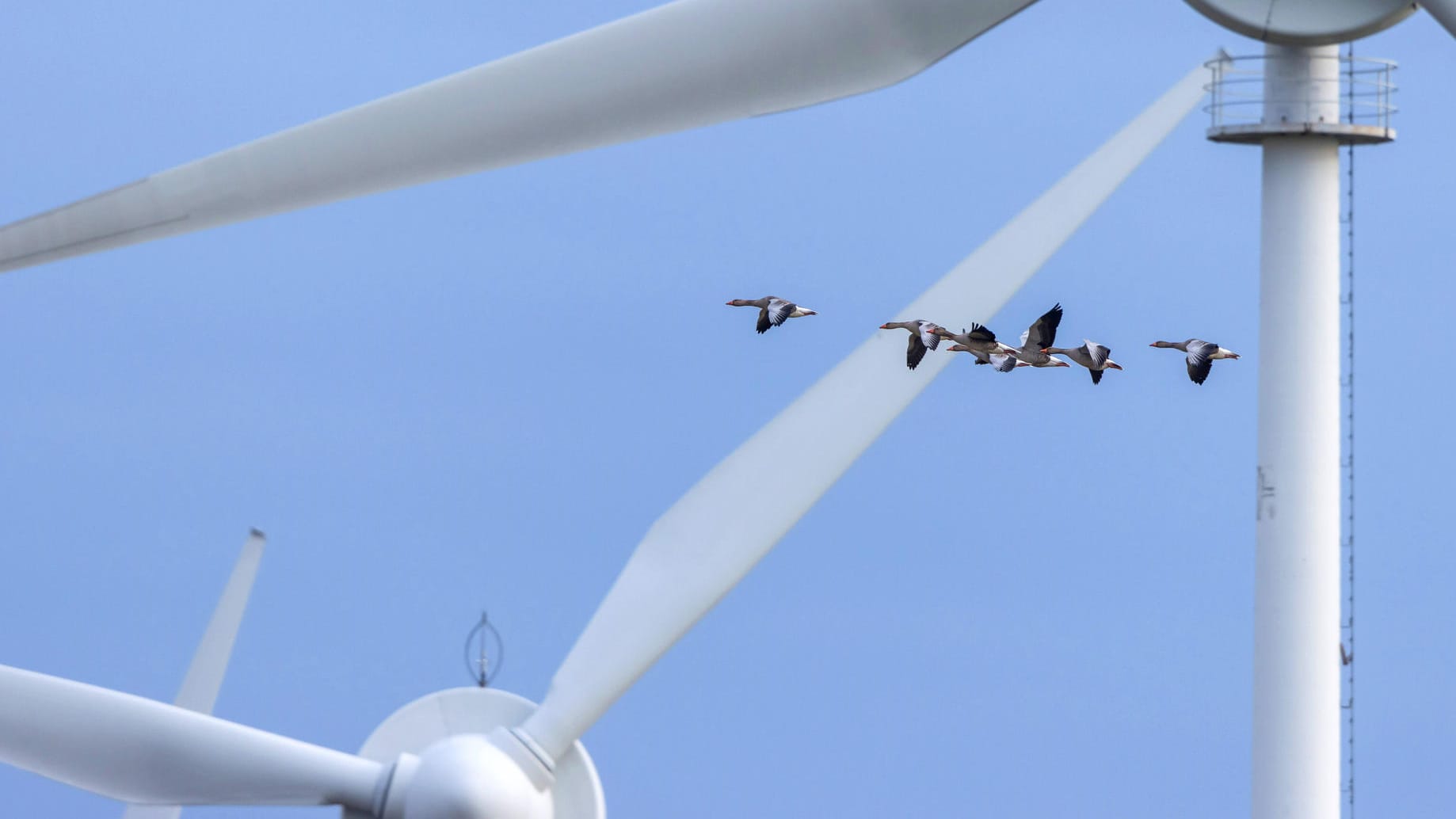 Graugänse unterwegs in Mecklenburg-Vorpommern: Als besonders gefährlich gelten Windräder für Greifvögel wie den Rotmilan. Doch auch Gänse und andere Zugvögel meiden Gebiete mit Windkraftanlagen, sagt der Umweltverband NABU.