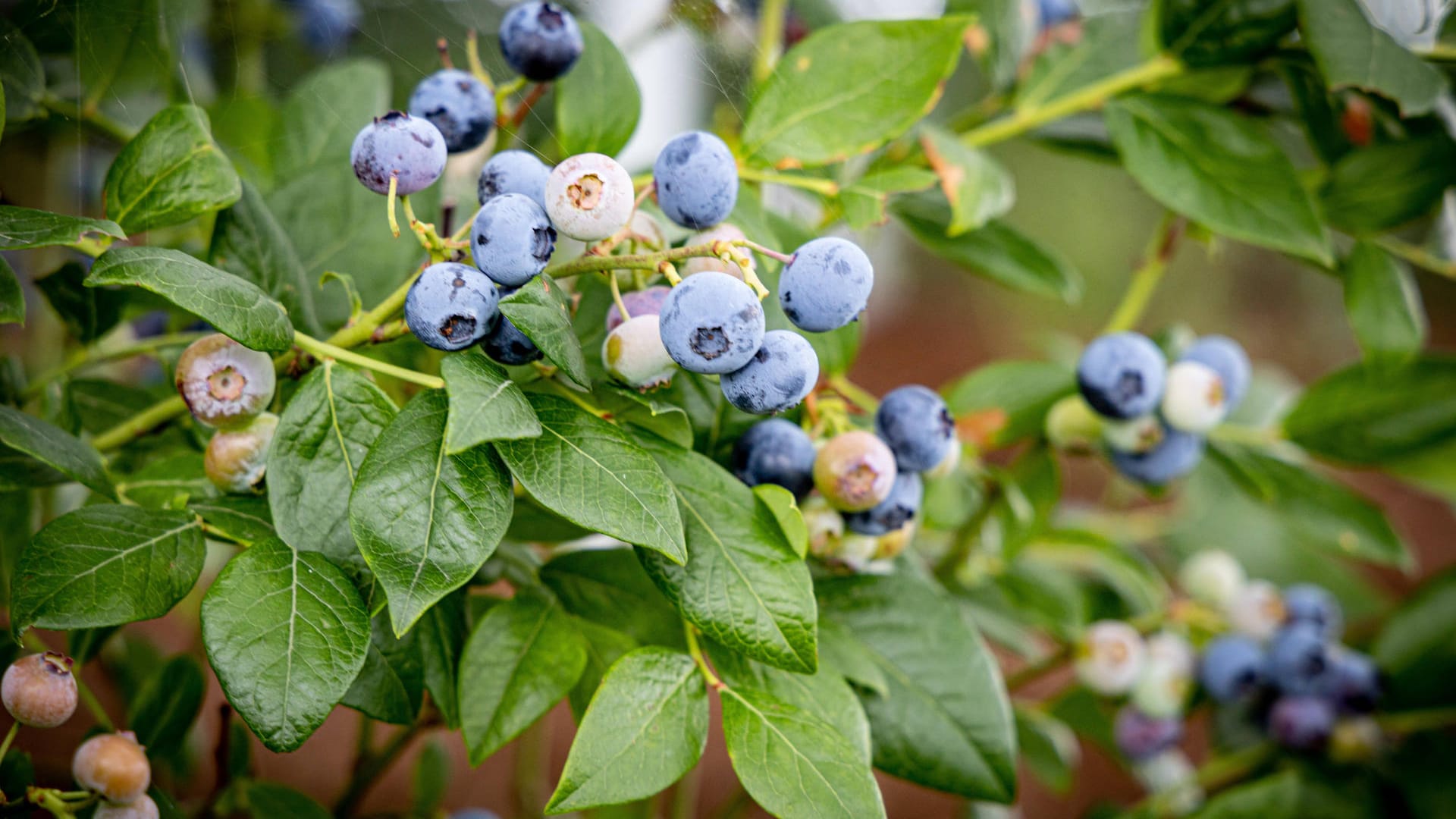 HHeidelbeeren: Als Moorpflanze benötigt der Strauch ein saures Substrat mit Nadelholzmulch, das Sie selbst mischen können.