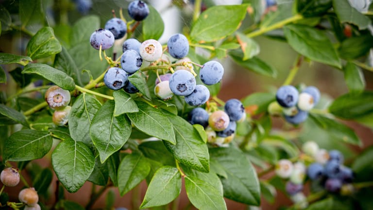 Heidelbeeren pflanzen Auf den Boden kommt es an