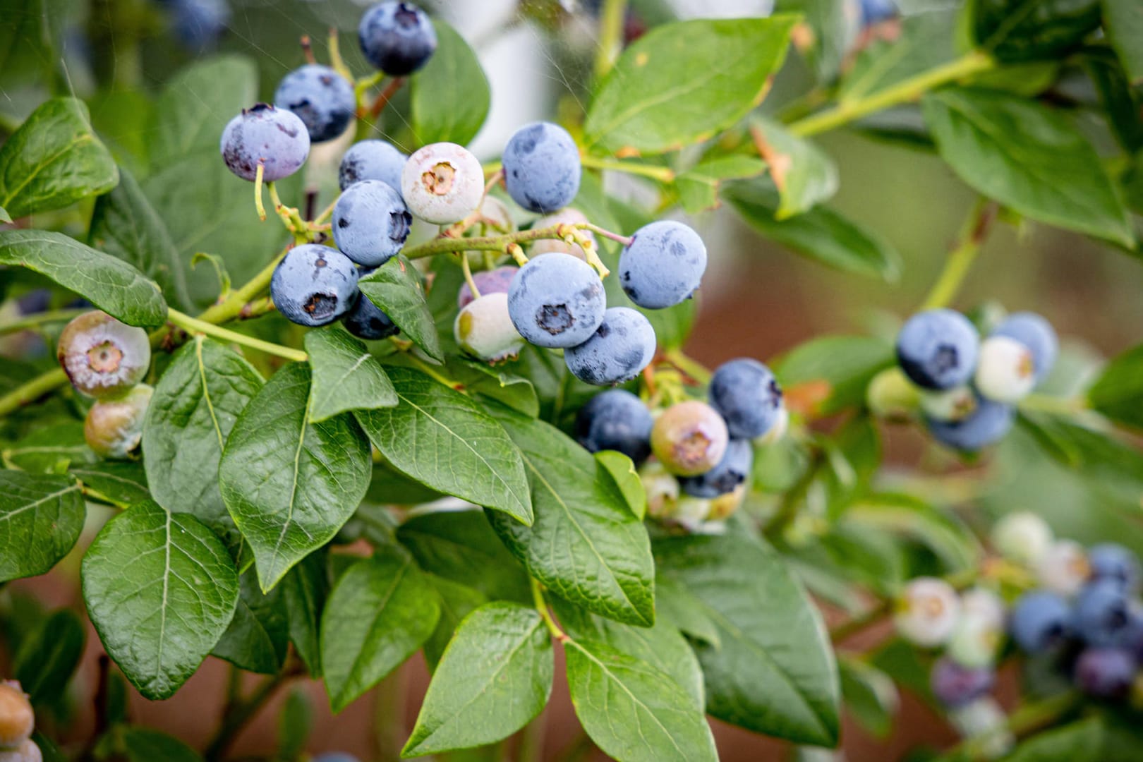 HHeidelbeeren: Als Moorpflanze benötigt der Strauch ein saures Substrat mit Nadelholzmulch, das Sie selbst mischen können.