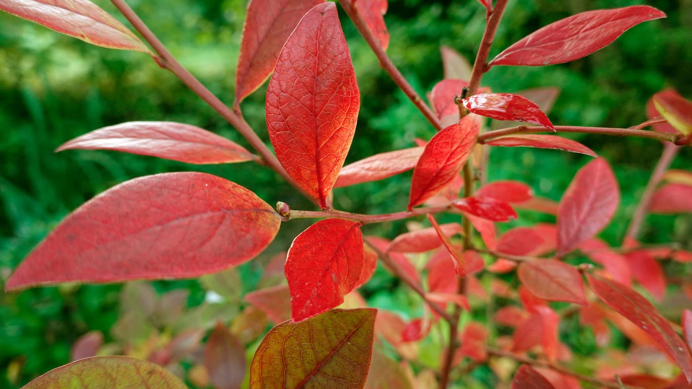 Herbstfärbung: Bei einigen Heidelbeersorten werden die Blätter im Herbst rot.