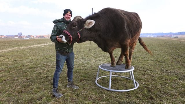 Kuhcoach Markus Holzmann hat "Emmi" einige Kunststücke beigebracht. Kuhcoach Markus Holzmann hat "Emmi" einige Kunststücke beigebracht.