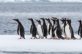 Eselspinugine in der Antarktis: Zum Job gehört auch das Zählen der Tiere.