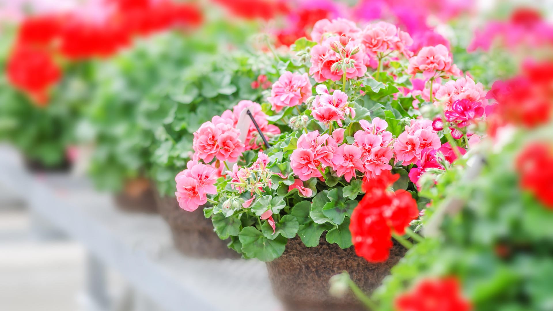 Geranien: Die stehende Variante (Pelargonium x hortorum) bildet in großen Pflanzengefäßen üppig blühende Büsche.