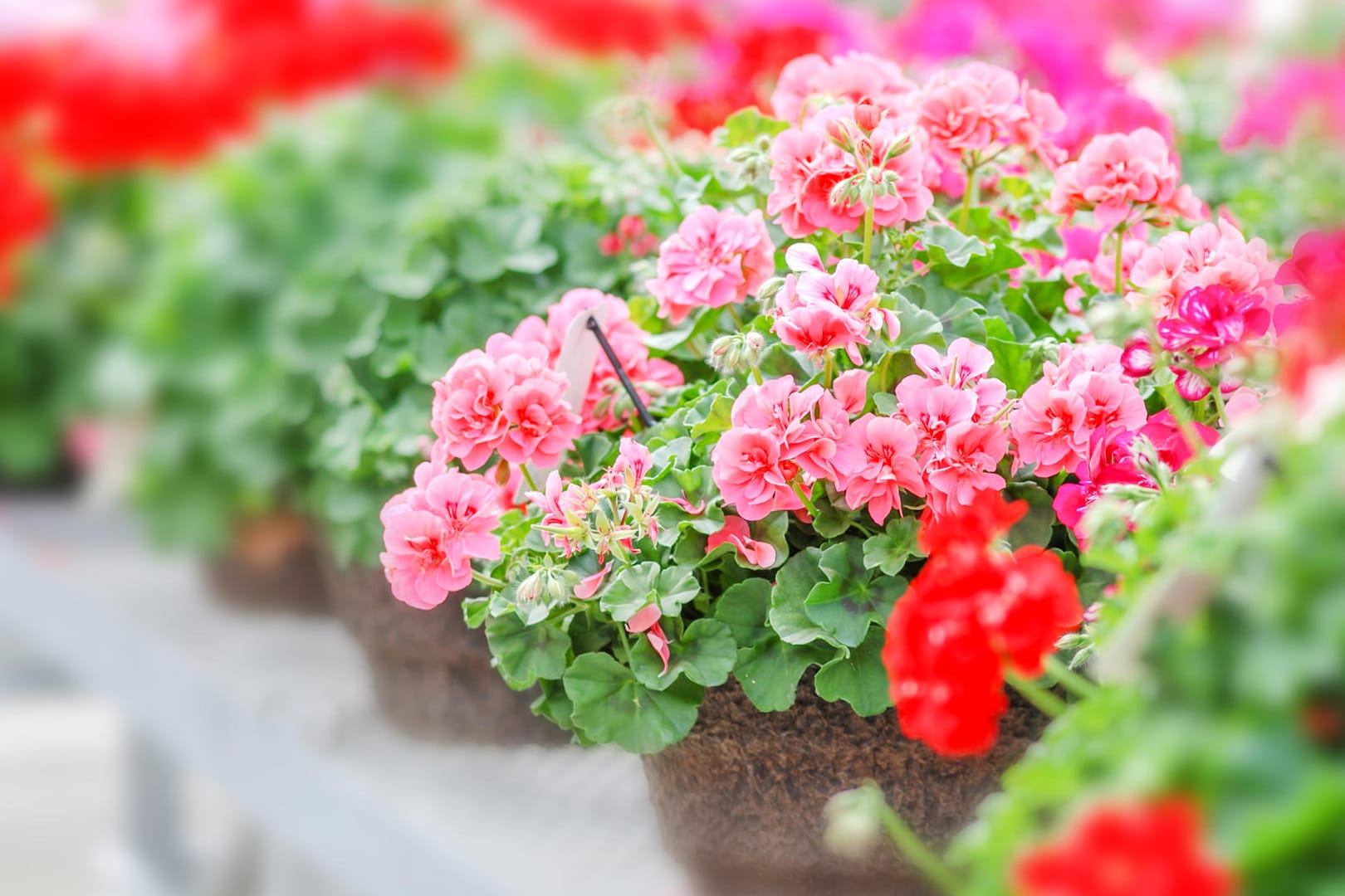 Geranien: Die stehende Variante (Pelargonium x hortorum) bildet in großen Pflanzengefäßen üppig blühende Büsche.