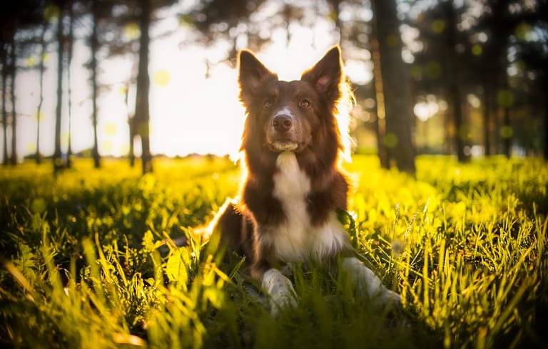 Platz 10 – Border Collie: Er wird als Familienhund immer beliebter.