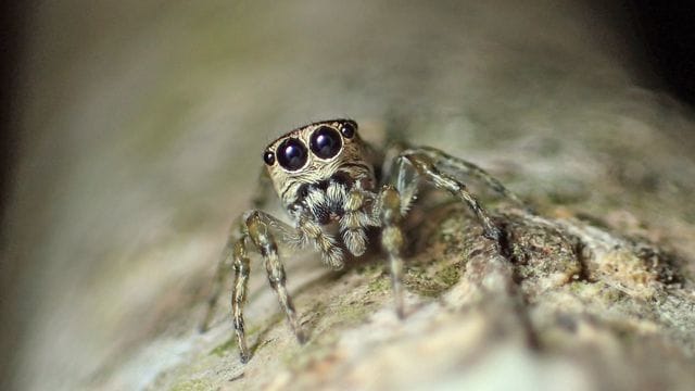 Neue Art entdeckt: Die südamerikanischen Spinne Guriurius minuano.