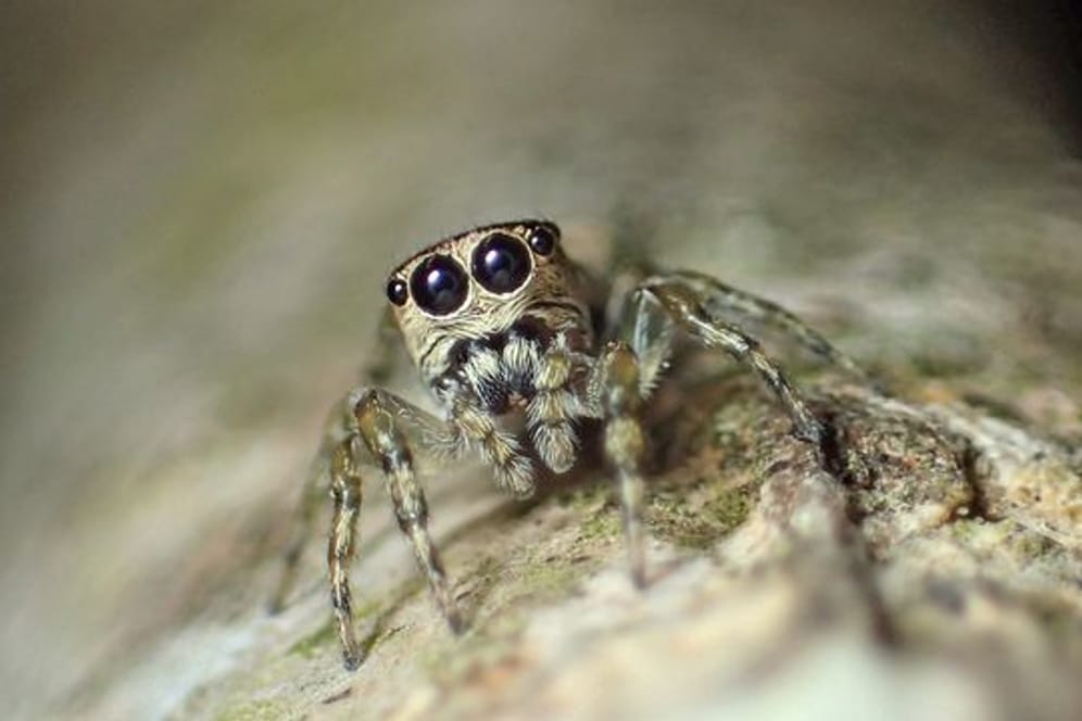 Neue Art entdeckt: Die südamerikanischen Spinne Guriurius minuano.