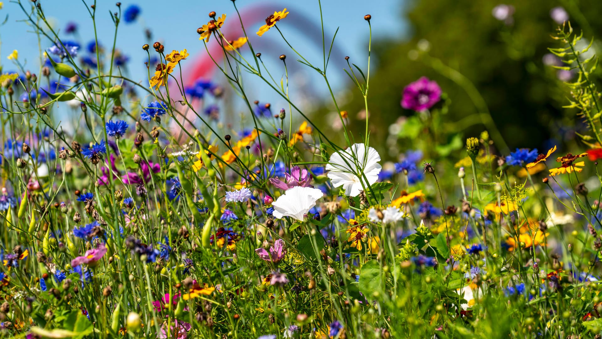 Blumenwiese an der stillgelegten Zeche Nordstern bei Gelsenkirchen: Nicht nur an ehemaligen Industriestandorten ist die Metropolregion Ruhrgebiet besonders grün.